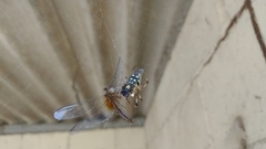 Nephilingis cruentata