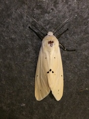 Spilarctia subcarnea