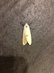 Spilarctia subcarnea