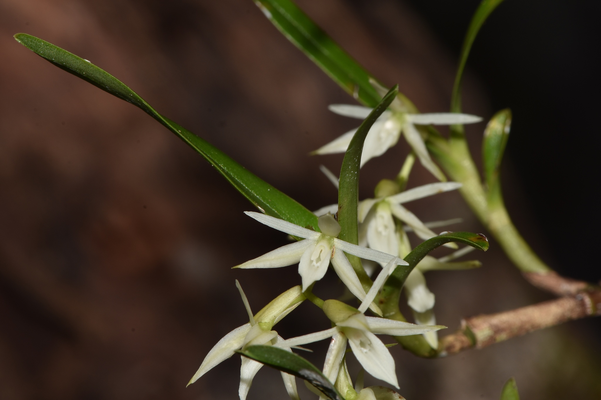 Epidendrum mixtum Poepp. & Endl.