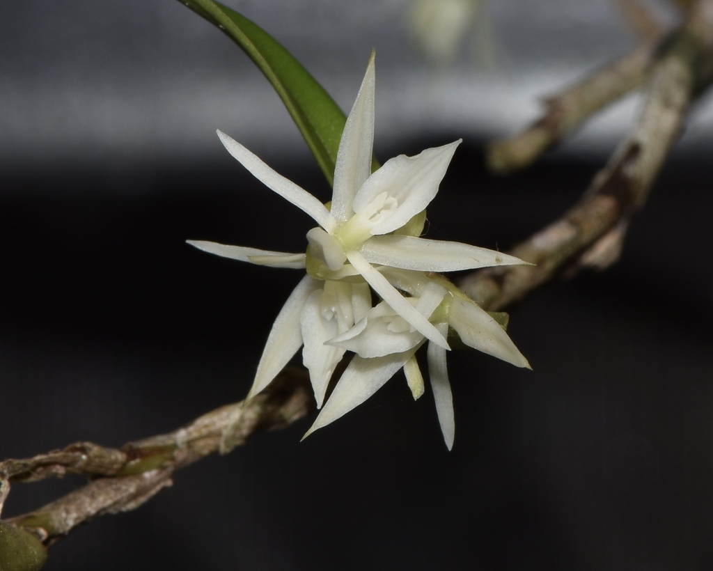 Epidendrum x nocteburneum Hágsater & L.Sánchez 5