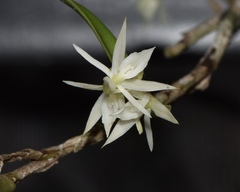 Epidendrum mixtum