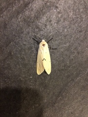 Spilarctia subcarnea