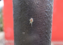 Nigma puella
