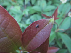 Cryptogonus orbiculus