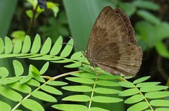 Aricoris constantius