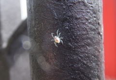 Nigma puella