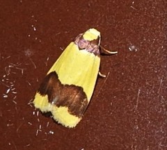 Heterallactis microchrysa