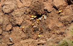 Globitermes sulphureus