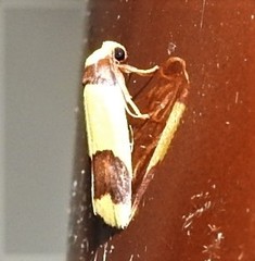 Heterallactis microchrysa