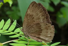Aricoris constantius