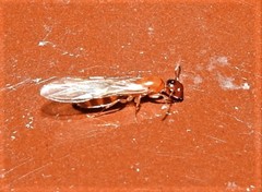 Colobopsis macrocephala