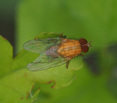 Pegomya testacea