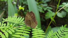 Aricoris constantius
