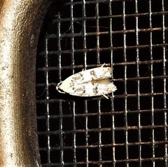 Scatochresis innumera