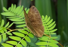 Aricoris constantius