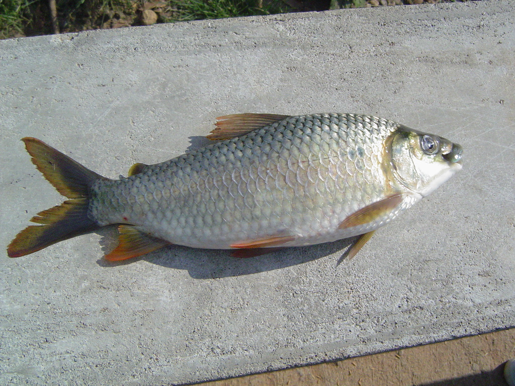 Pacific bocachico (Ichthyoelephas humeralis) — Prochilodontidae