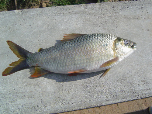 Pacific bocachico (Ichthyoelephas humeralis) — Prochilodontidae