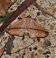 Eublemma abrupta