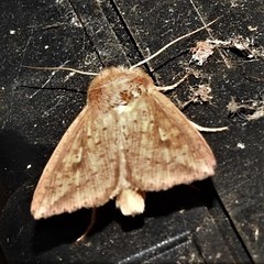 Mythimna decisissima