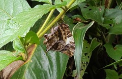 Hypna clytemnestra huebneri