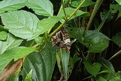 Hypna clytemnestra huebneri
