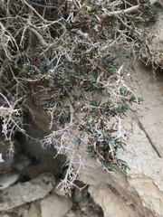 Gymnocarpos decander