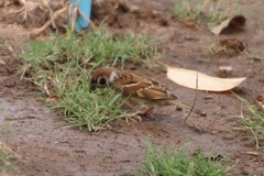 Passer montanus