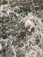Gymnocarpos decander