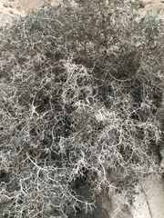 Gymnocarpos decander