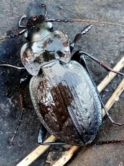 Carabus lusitanicus antiquus