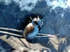 Carabus lusitanicus antiquus