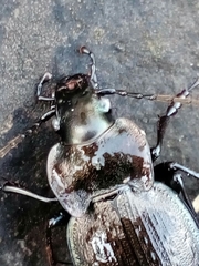 Carabus lusitanicus antiquus