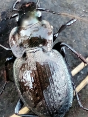 Carabus lusitanicus antiquus
