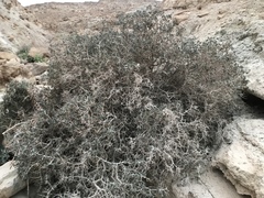 Gymnocarpos decander