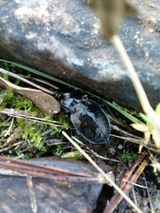 Carabus lusitanicus antiquus