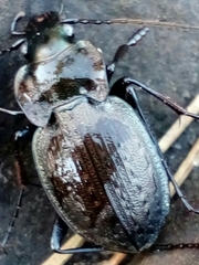Carabus lusitanicus antiquus