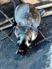 Carabus lusitanicus antiquus