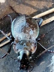 Carabus lusitanicus antiquus