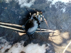 Carabus lusitanicus antiquus