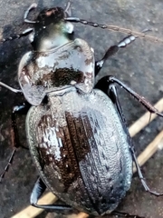Carabus lusitanicus antiquus