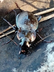 Carabus lusitanicus antiquus