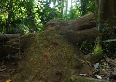 Globitermes sulphureus