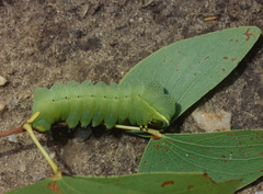 Pseudobunaea tyrrhena
