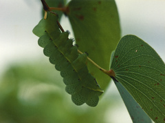 Pseudobunaea tyrrhena