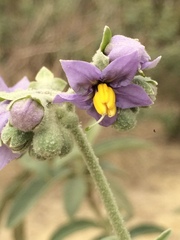 Solanum stipulaceum