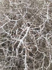 Gymnocarpos decander