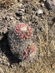 Mammillaria karwinskiana