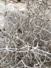 Gymnocarpos decander