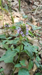 Prunella vulgaris var. vulgaris